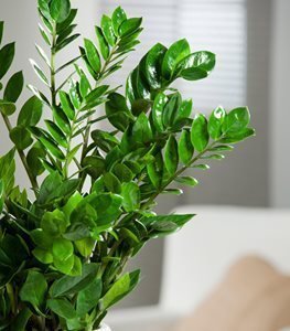 ZZ Plant