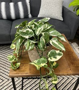 Epipremnum aureum