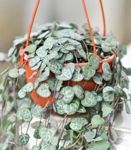 String of Hearts