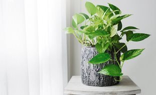 Golden Pothos